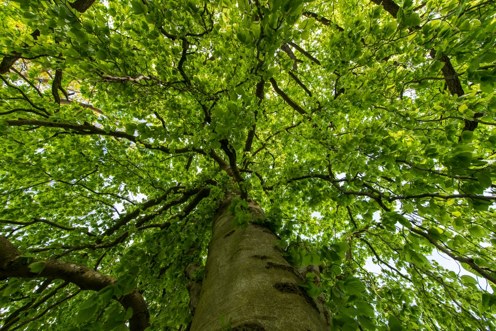 Sustainability Improvements &amp; Incentives